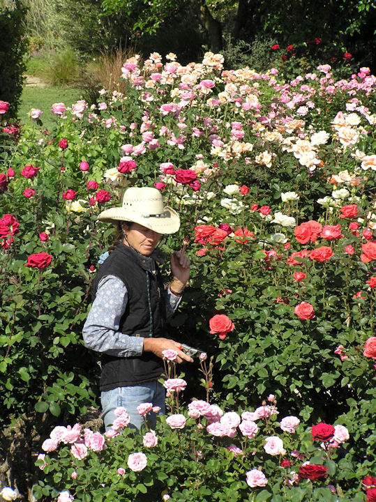 Brooke Rea Chapman in her rose garden